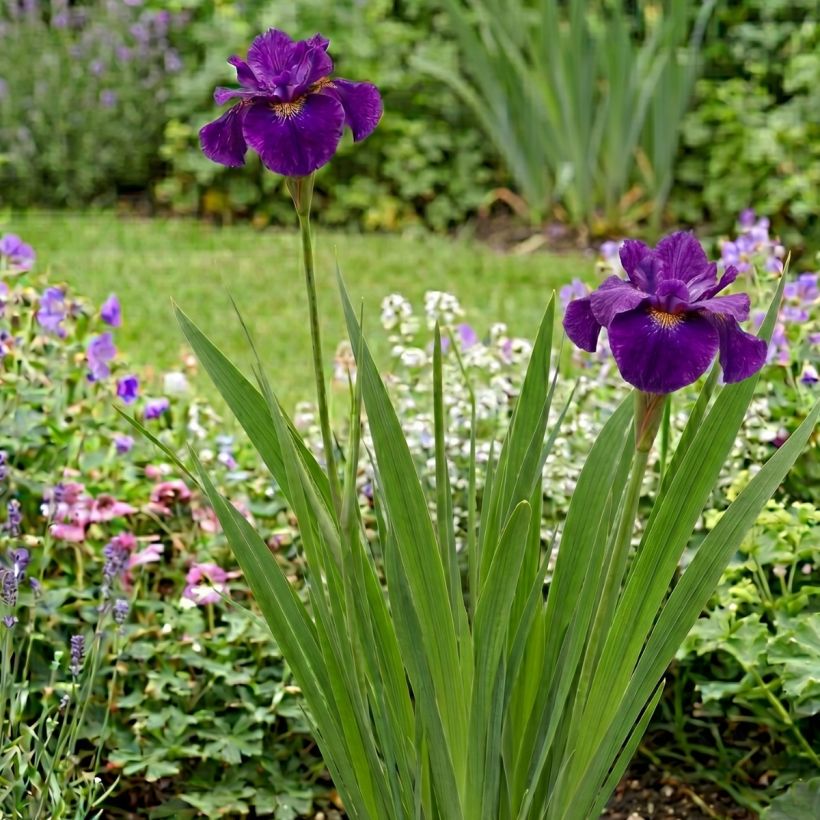 Iris sibirica Spindazzle (Hábito)