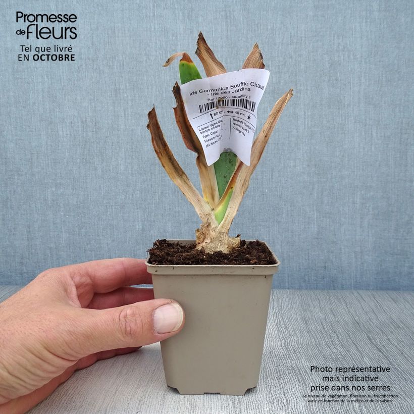 Amostra de Iris germanica Souffle Chaud Vaso de 8/9 cm tal como entregue no outono