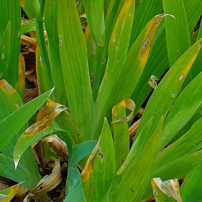 Iris tectorum  - Íris de telhado (Folhagem)