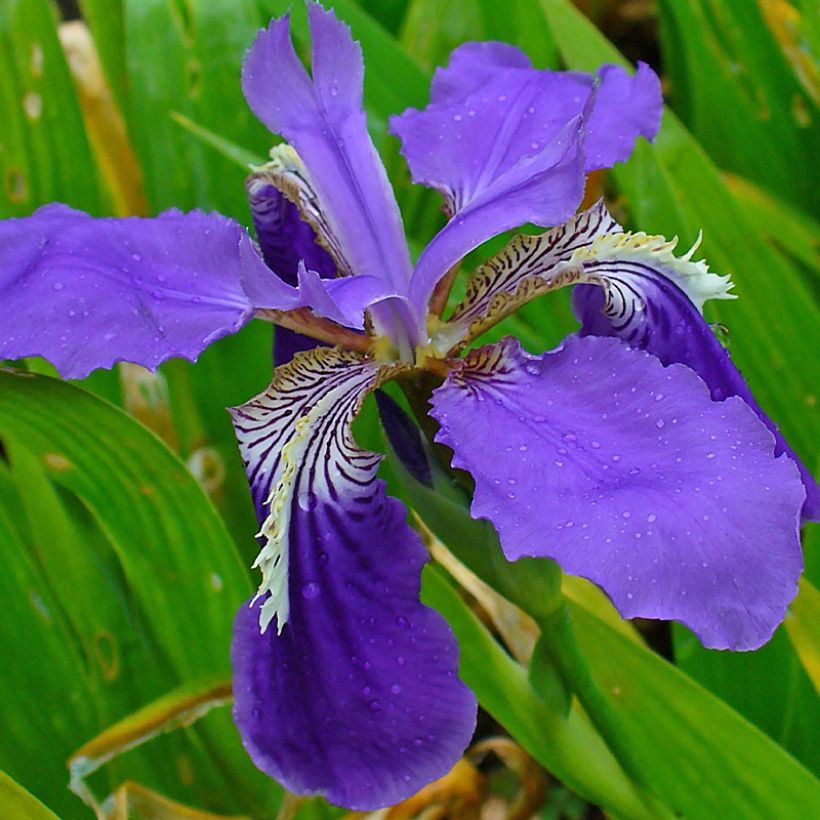 Iris tectorum  - Íris de telhado (Floração)