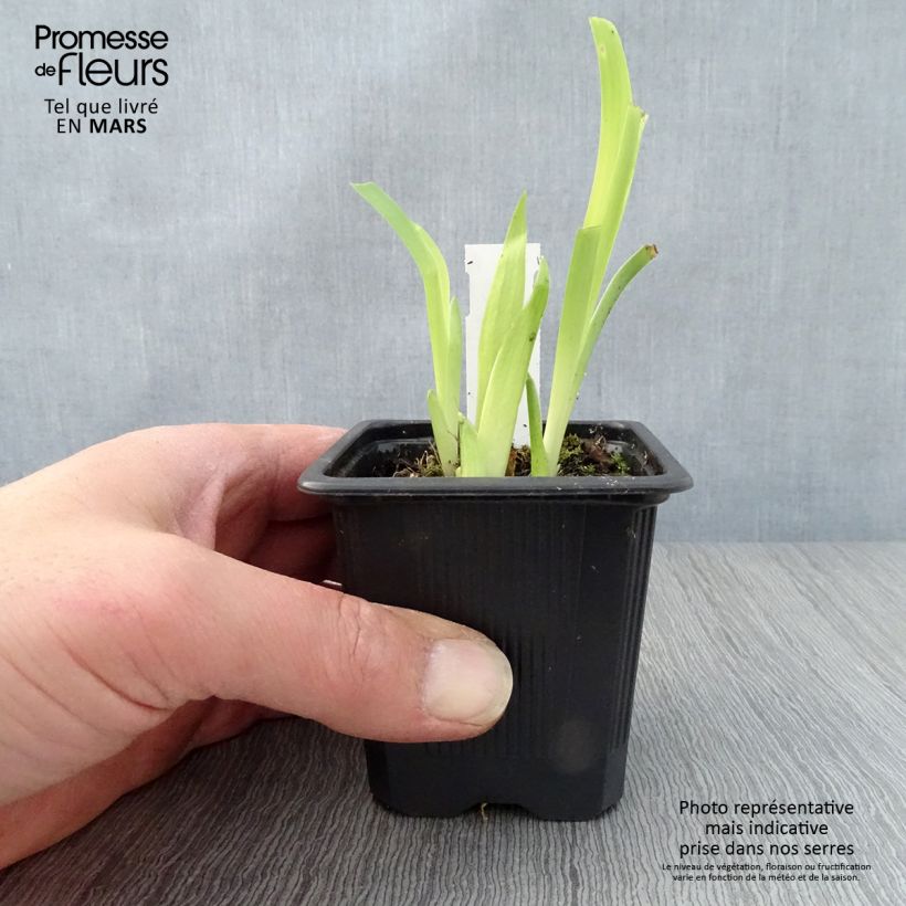 Amostra de Iris tectorum  - Íris de telhado Vaso de 8/9 cm tal como entregue na primavera