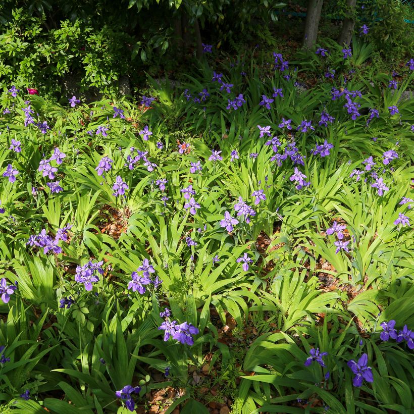 Iris tectorum  - Íris de telhado (Hábito)
