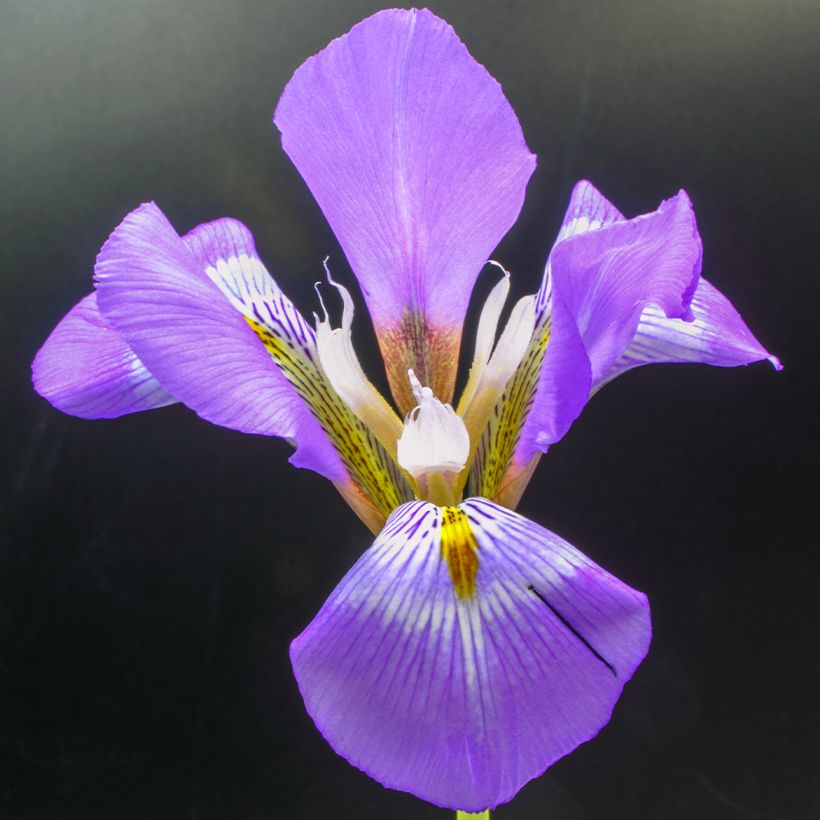 Iris unguicularis (Floração)