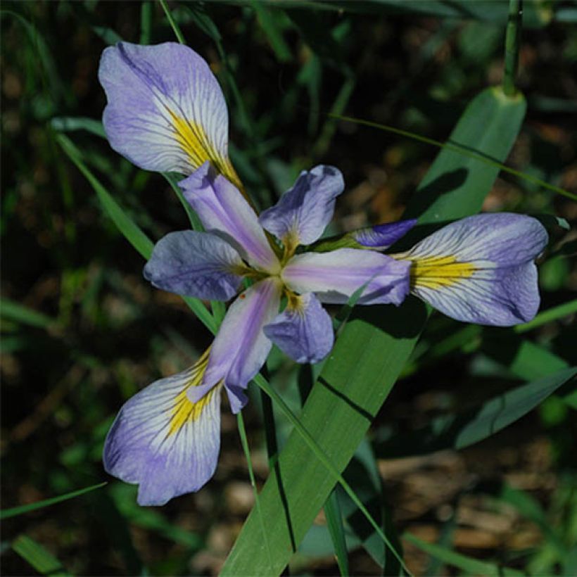 Iris versicolor (Floração)