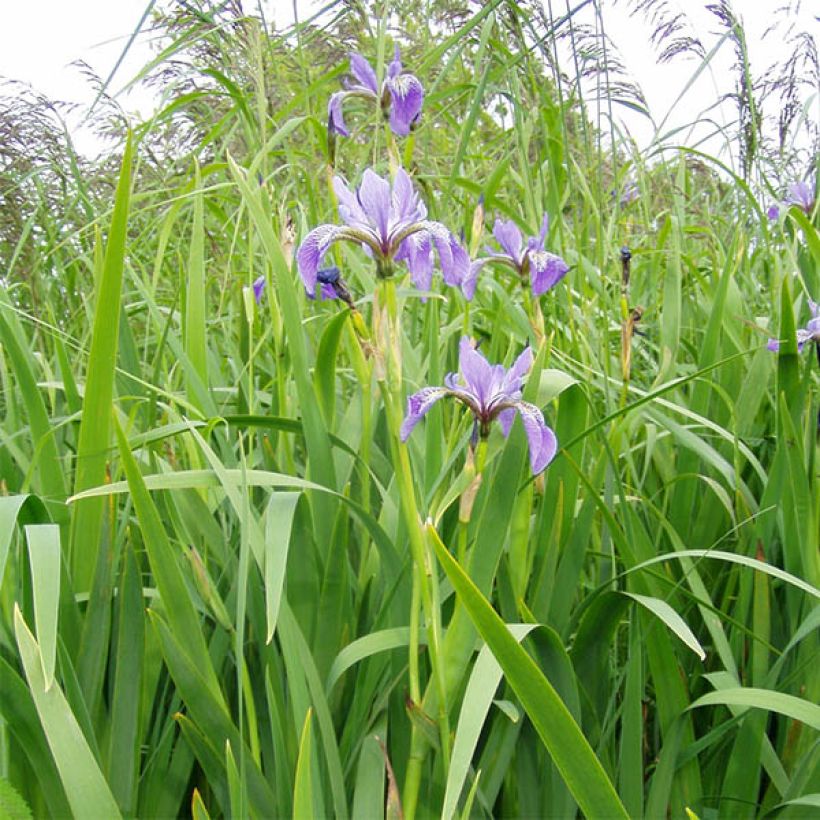 Iris versicolor (Hábito)