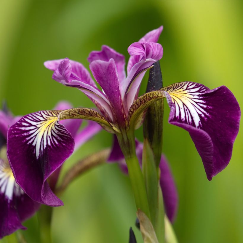 Iris versicolor Berlin Versilaev (Floração)
