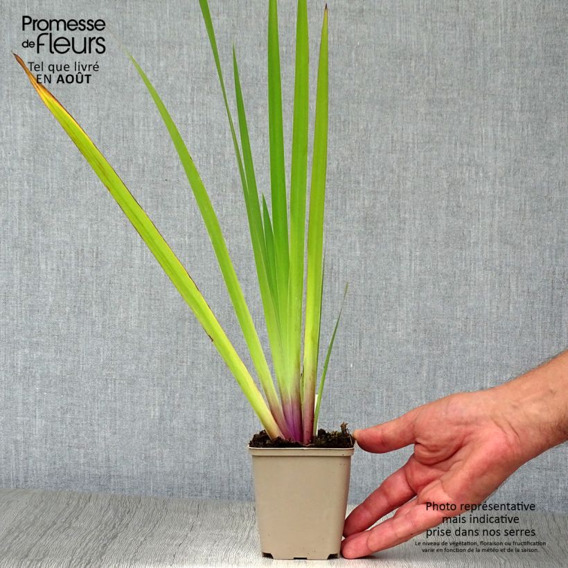 Amostra de Iris versicolor Vaso de 8/9 cm tal como entregue no verão