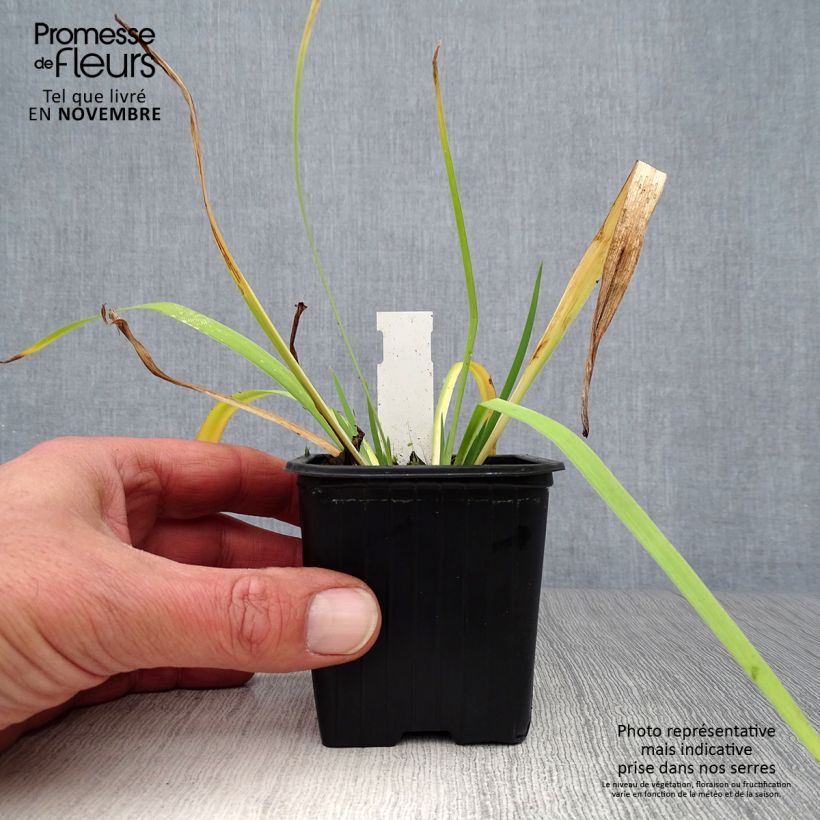 Amostra de Iris versicolor Vaso de 8/9 cm tal como entregue no outono