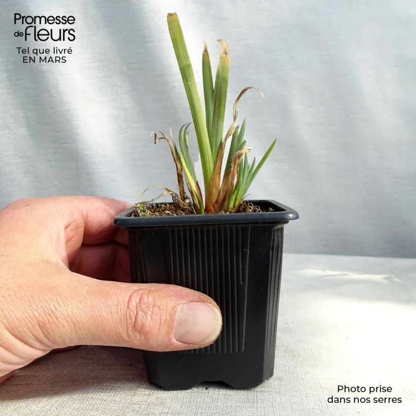 Amostra de Iris versicolor - Iris versicolore Vaso de 8/9 cm tal como entregue no inverno