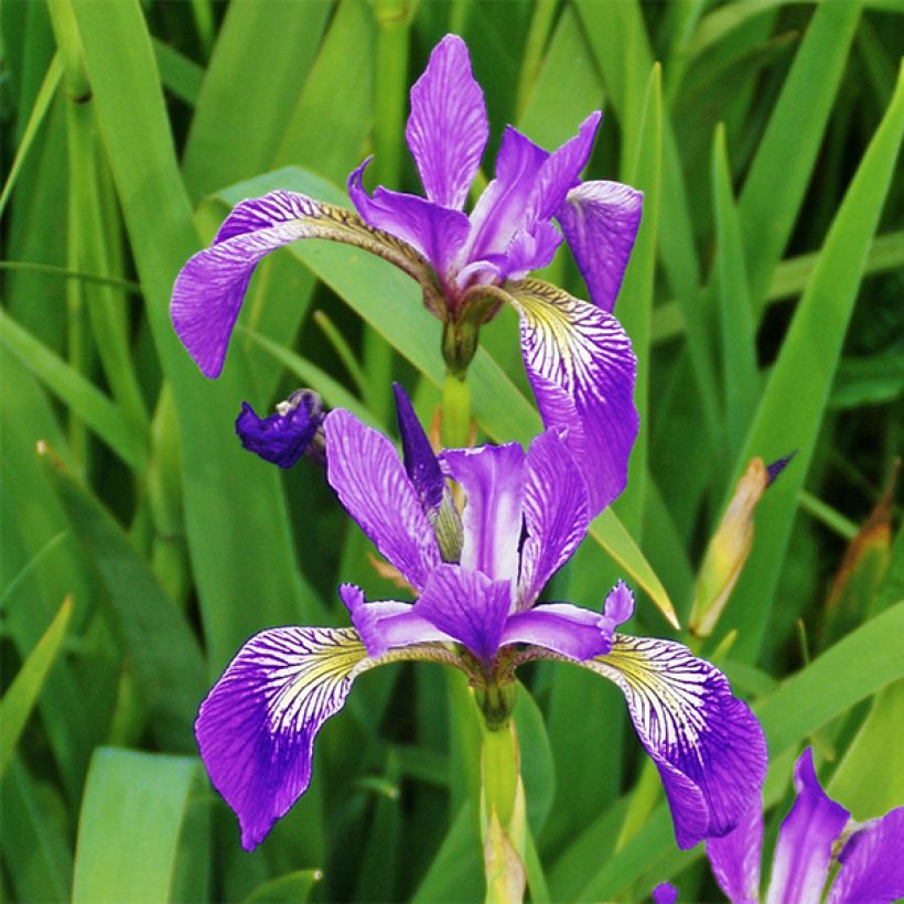Iris versicolor Kermesina (Floração)