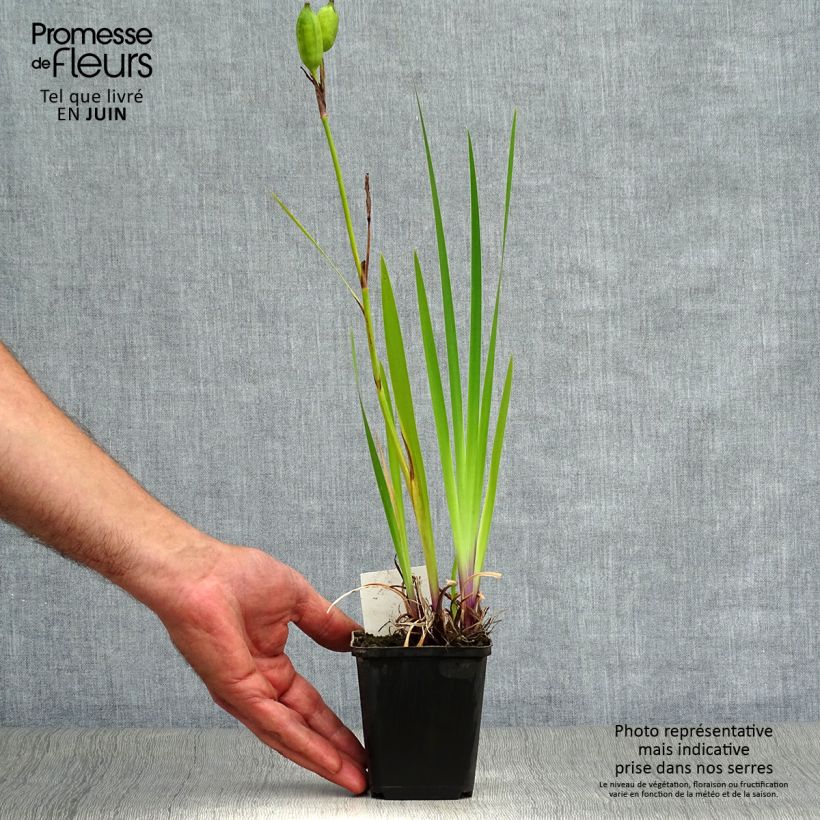 Amostra de Iris versicolor Kermesina Vaso de 8/9 cm tal como entregue no verão