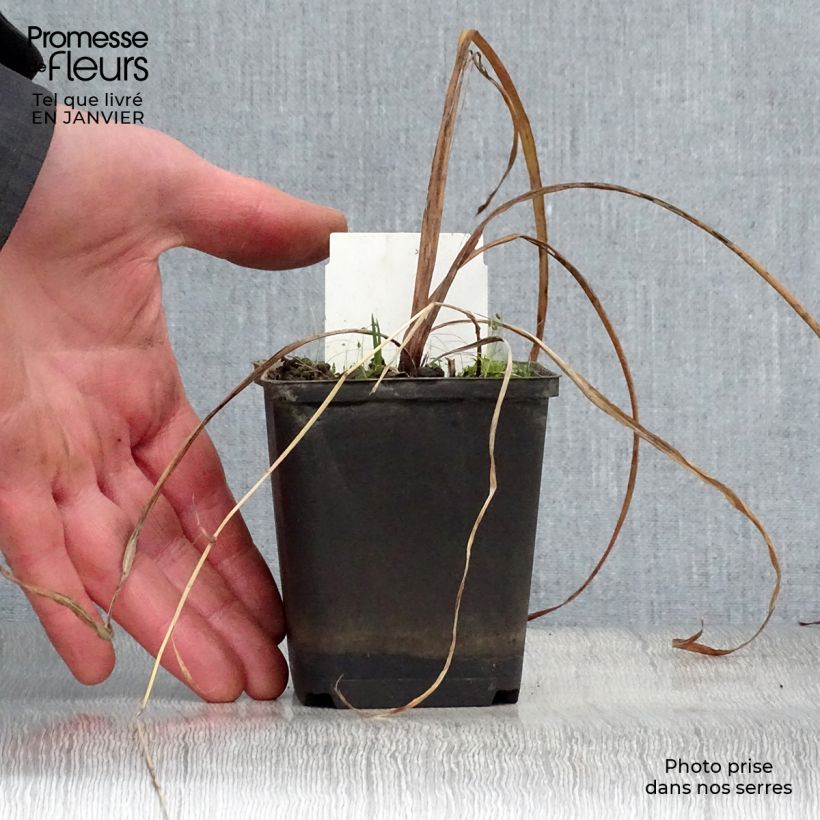 Amostra de Iris versicolor Kermesina - Iris des marais Vaso de 8/9 cm tal como entregue no inverno