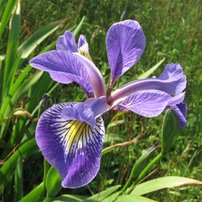 Iris versicolor Variegata (Floração)