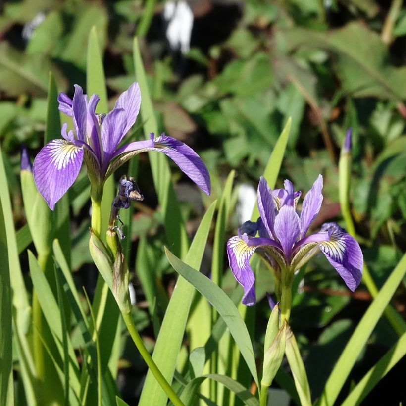 Iris versicolor Variegata (Floração)