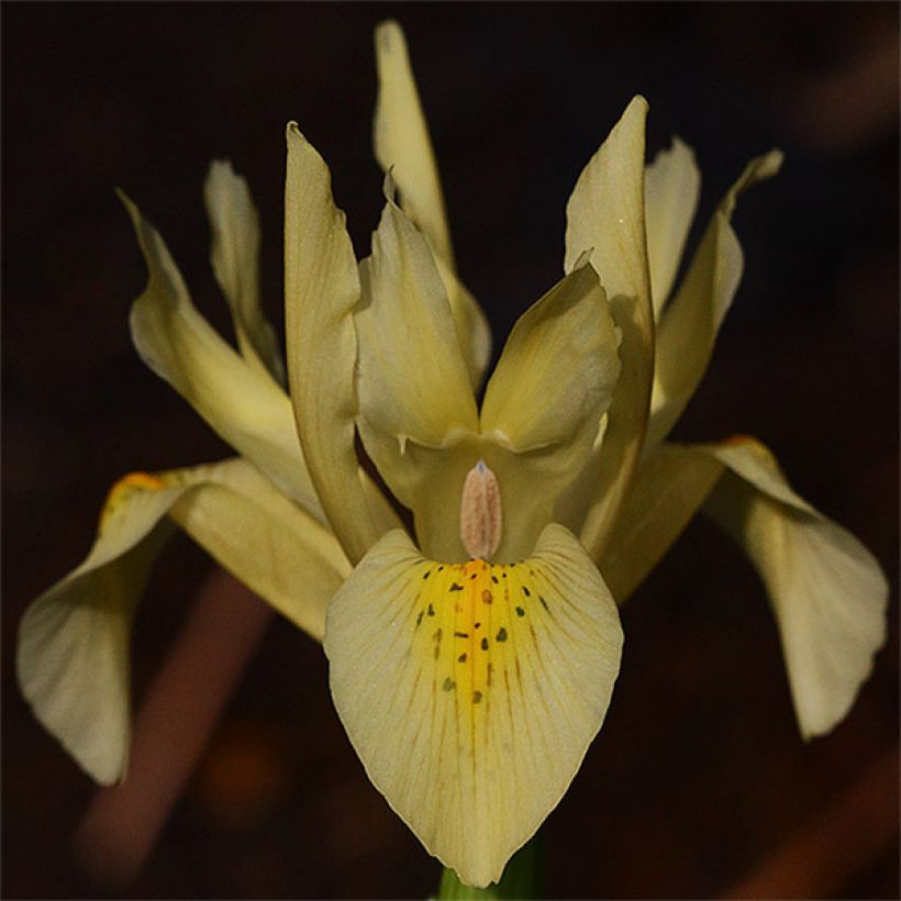 Iris winogradowii (Floração)