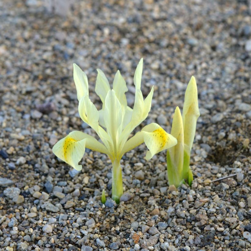 Iris winogradowii (Hábito)