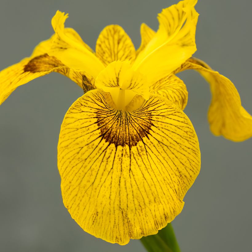 Iris Berlin Tiger (Floração)