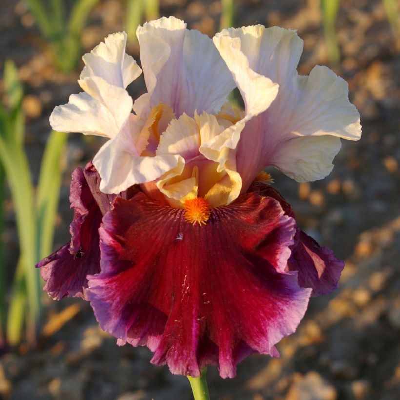 Iris germanica Dance Hall Dandy (Floração)