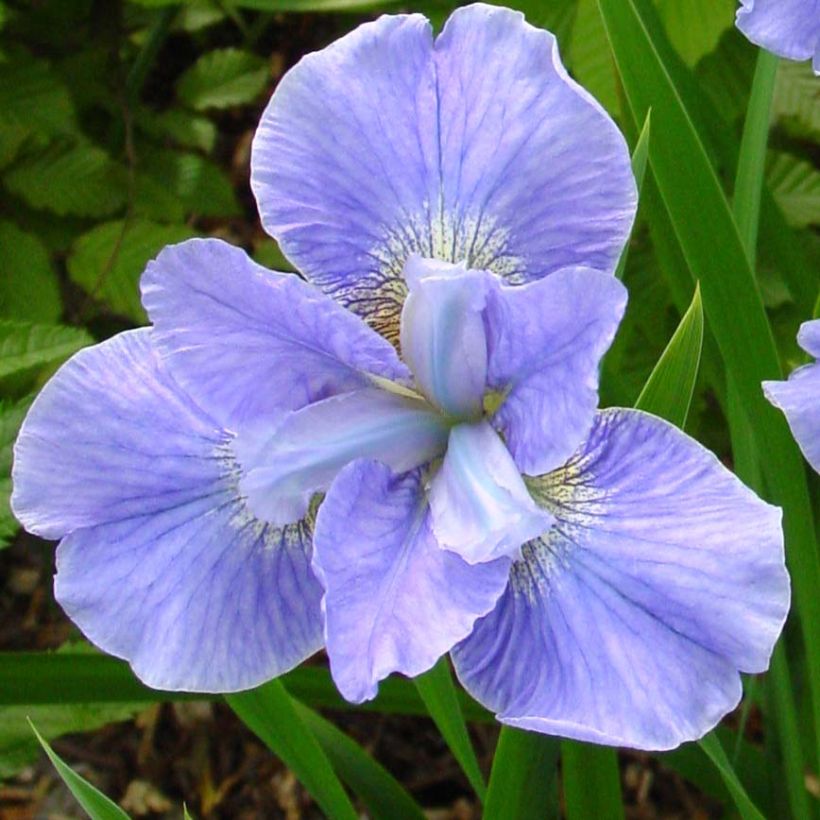 Iris sibirica Dear Delight (Floração)
