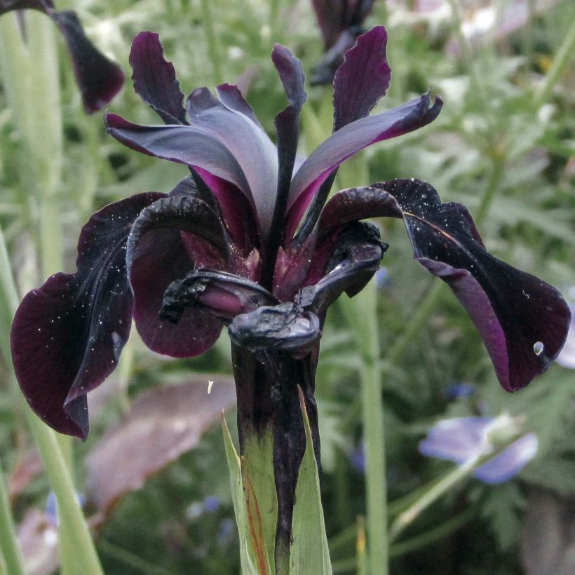 Iris chrysographes Black Knight (Floração)