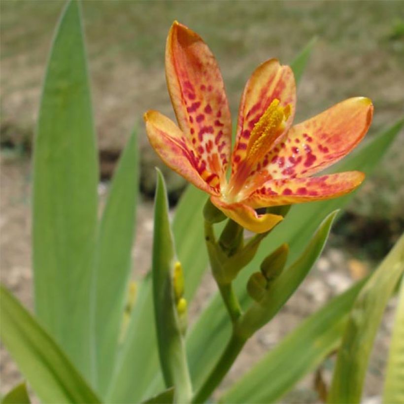 Belamcanda chinensis (Floração)
