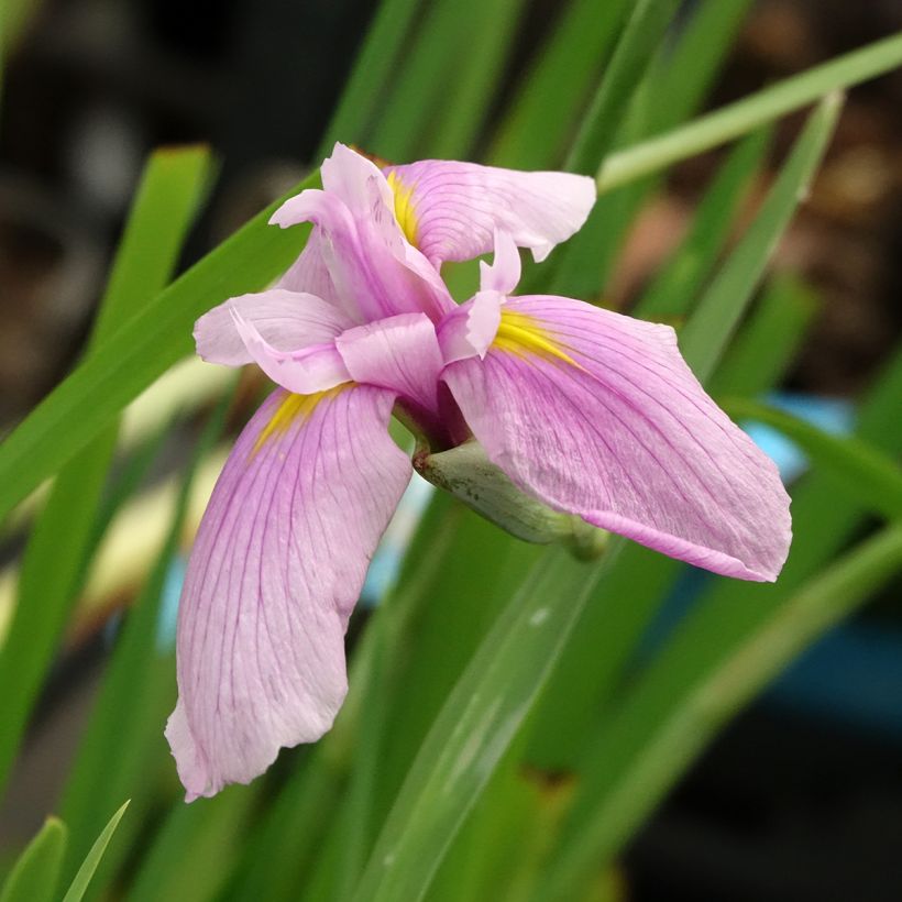 Iris laevigata Rose Queen (Floração)