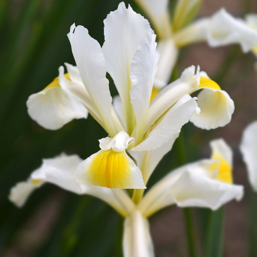 Iris ochroleuca (Floração)