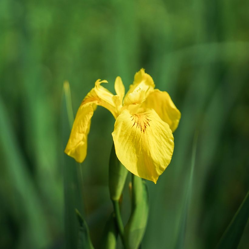 Iris pseudacorus Compact Form - Íris amarelo (Floração)