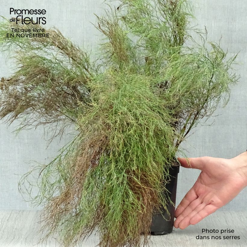 Amostra de Ischyrolepis subverticillata Vaso de 2 L/3 L tal como entregue no outono