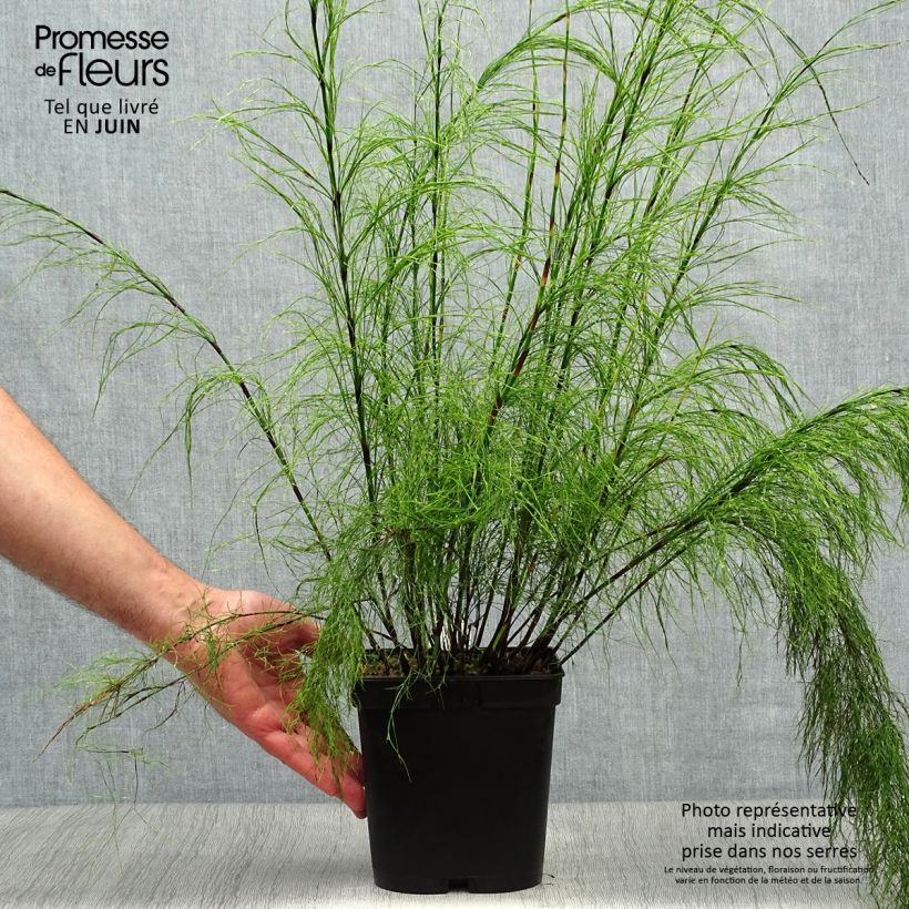Amostra de Ischyrolepis subverticillata Vaso de 2 L/3 L tal como entregue no verão