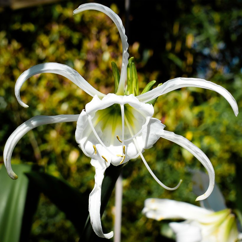 Hymenocallis festalis Branca (Floração)