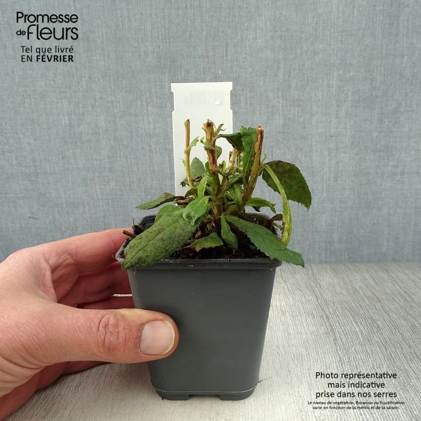 Amostra de Isoplexis Bella Vaso de 8/9 cm tal como entregue no inverno