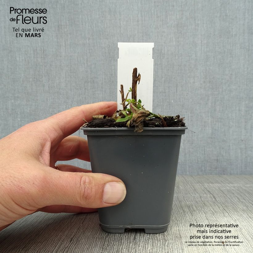 Amostra de Isoplexis Bella Vaso de 8/9 cm tal como entregue na primavera