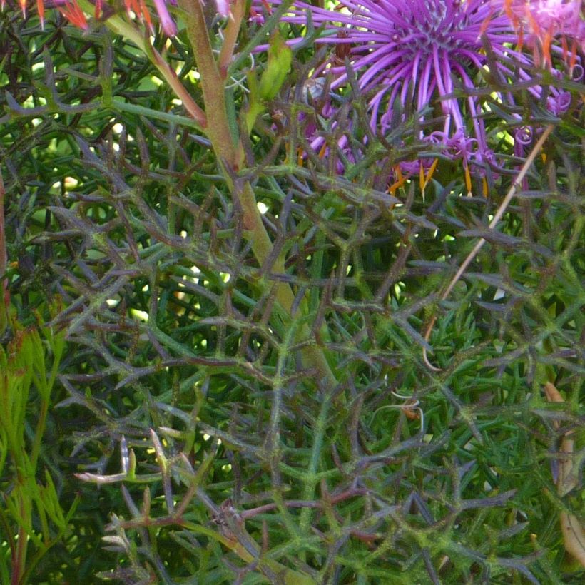Isopogon formosus (Folhagem)