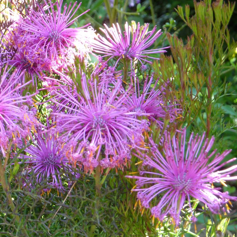 Isopogon formosus (Floração)