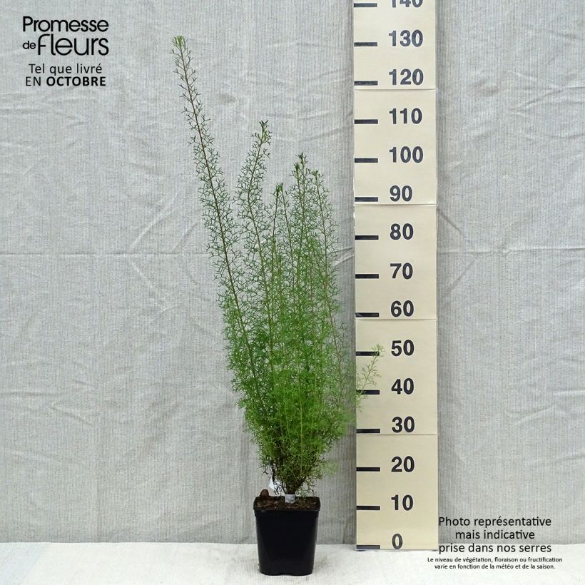 Amostra de Isopogon formosus Vaso de 3 L/4 L tal como entregue no outono