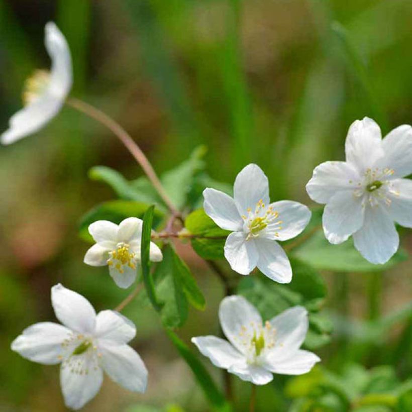 Isopyrum thalictroides (Floração)
