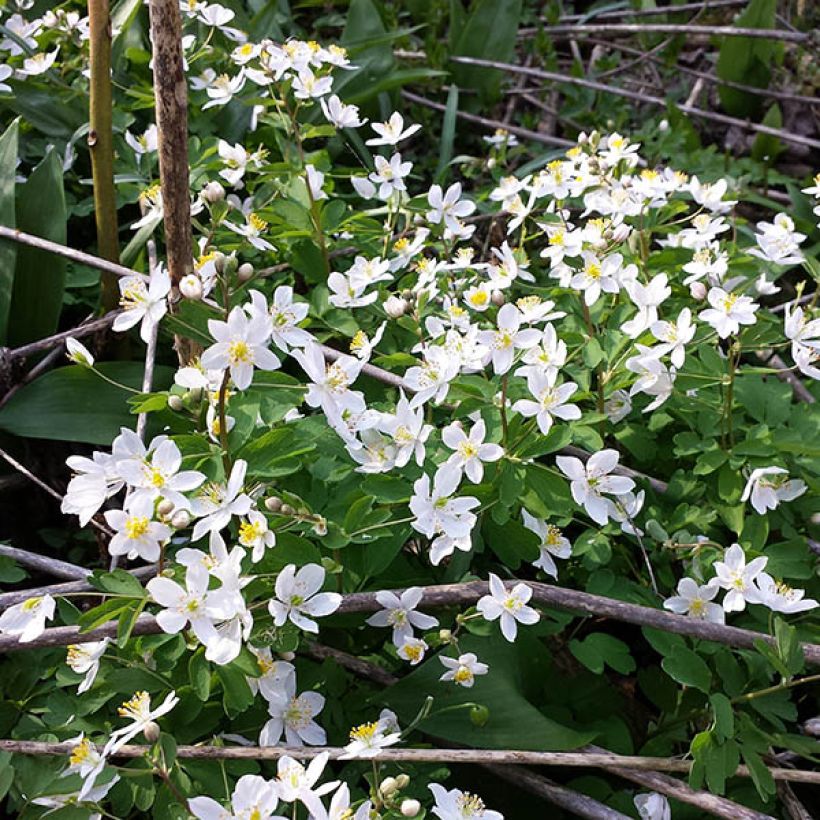 Isopyrum thalictroides (Hábito)