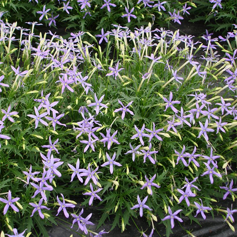 Isotoma axillaris Tristar Deep Blue (Floração)