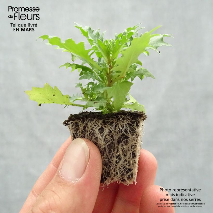 Amostra de Isotoma Tristar Deep Blue – Laurentia Jardimotte: torrão de 3,8 cm x 3,2 cm em tabuleiro de cultivo de 16 unidades tal como entregue na primavera