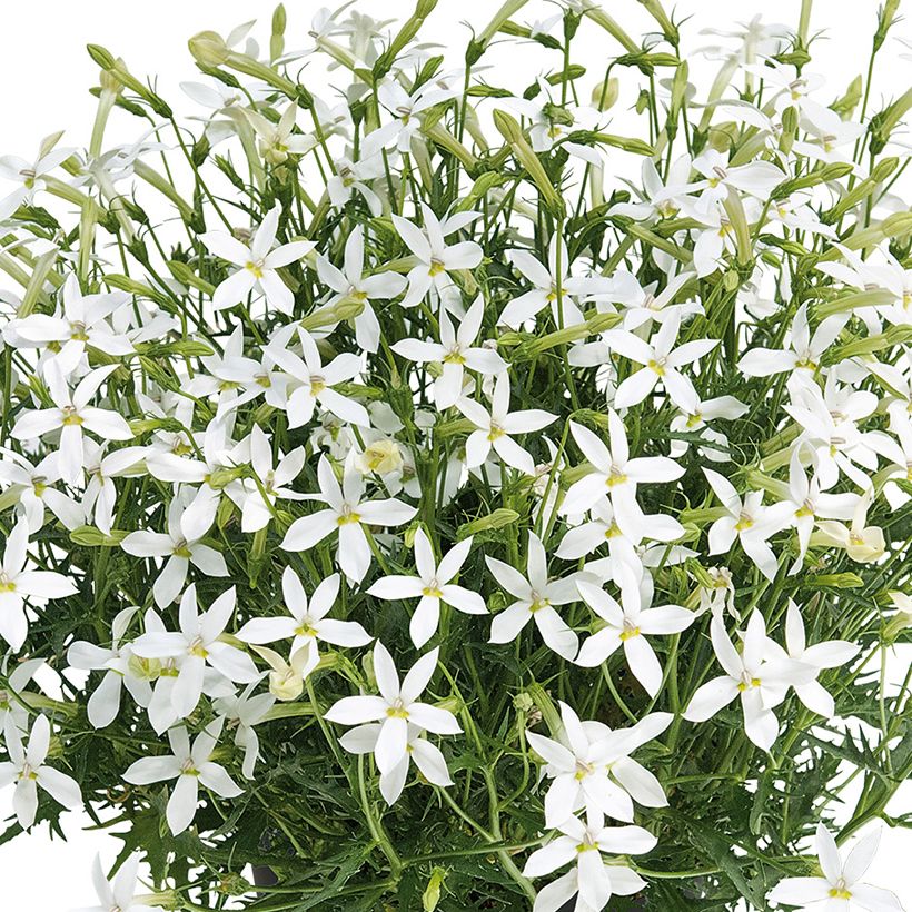 Isotoma Wendy's White (Floração)