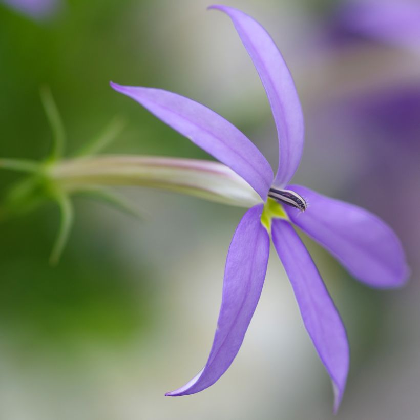 Isotoma Stella Blue (Floração)