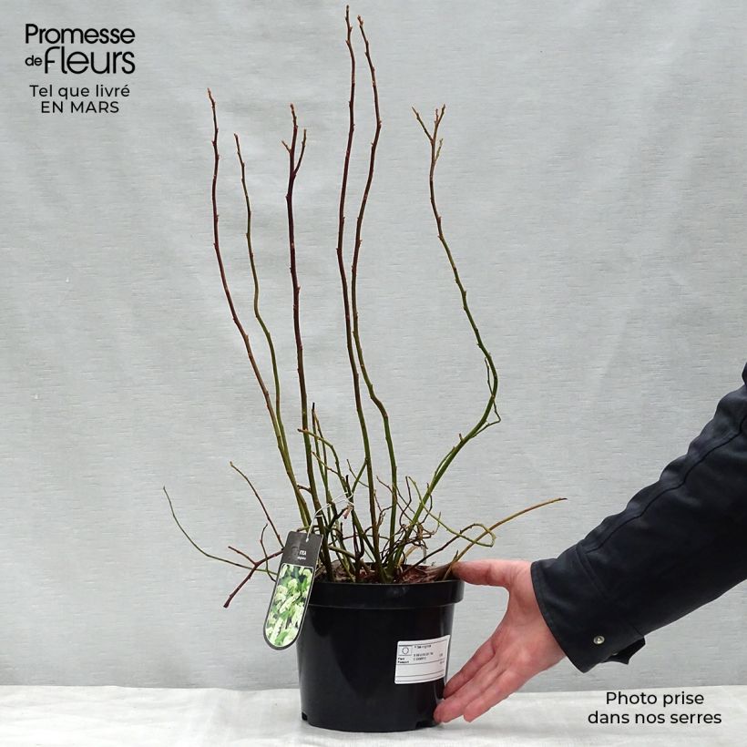 Amostra de Itea virginica Vaso de 3 L/4 L tal como entregue na primavera