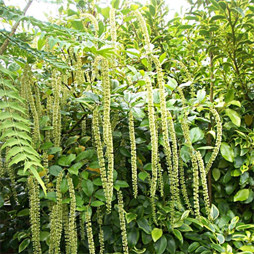 Itea ilicifolia (Hábito)
