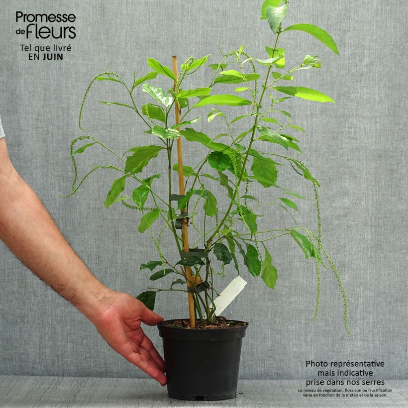Amostra de Itea ilicifolia Vaso de 2 L/3 L tal como entregue no verão