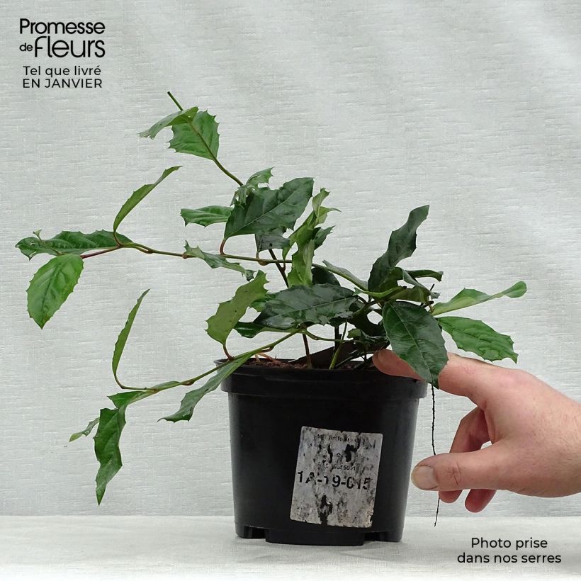 Amostra de Itea ilicifolia Vaso de 2 L/3 L tal como entregue no inverno