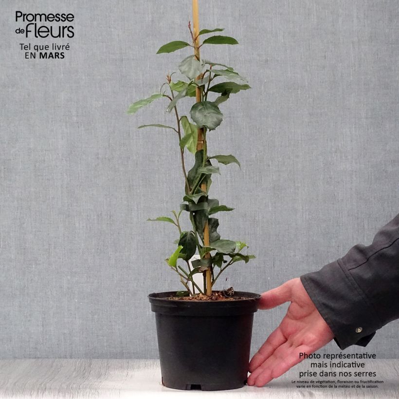 Amostra de Itea ilicifolia Vaso de 2 L/3 L tal como entregue na primavera