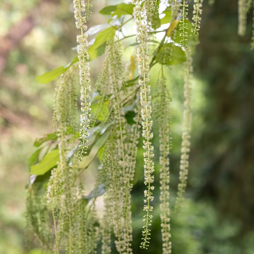 Itea ilicifolia (Floração)