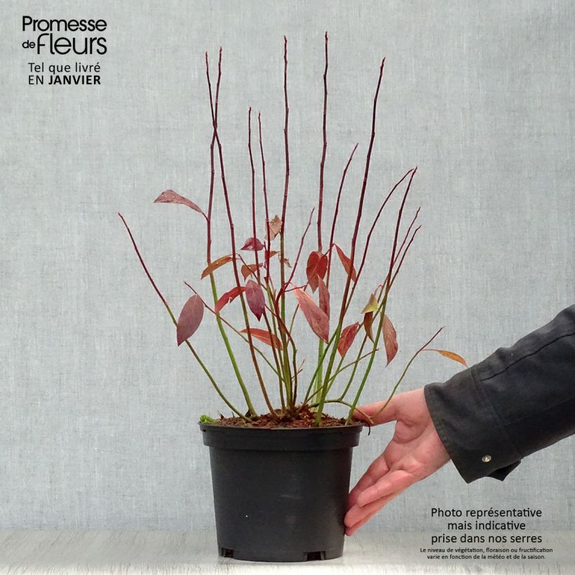 Amostra de Itea virginica Henry's Garnet Vaso de 2 L/3 L tal como entregue no inverno