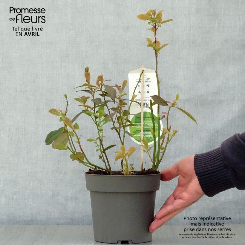 Amostra de Itea virginica Henry's Garnet Vaso de 2 L/3 L tal como entregue na primavera